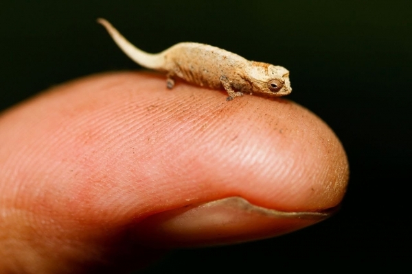 con vật nhỏ nhất thế giới