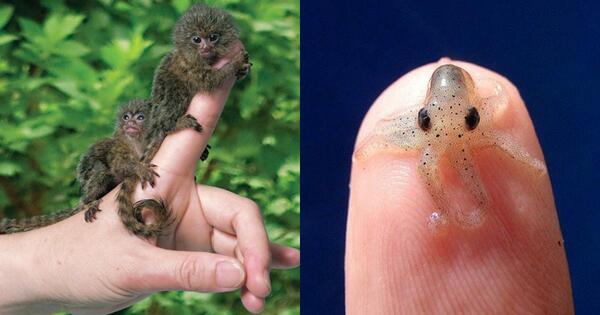 con vật nhỏ nhất thế giới